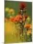 Red Indian Paintbrush Flower in Springtime, Nature Conservancy Property, Maxton Plains-Mark Carlson-Mounted Photographic Print
