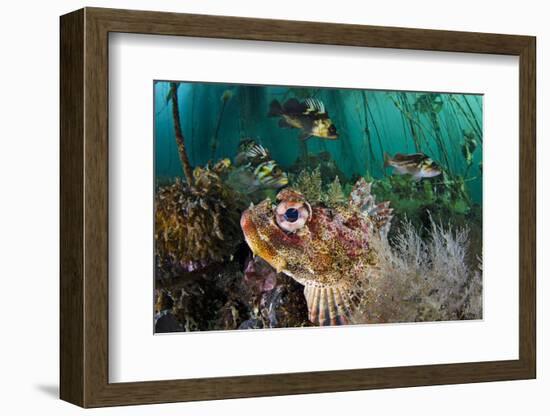 Red Irish Lord (Hemilepidotus Hemilepidotus) Hides On The Sebed-Alex Mustard-Framed Photographic Print