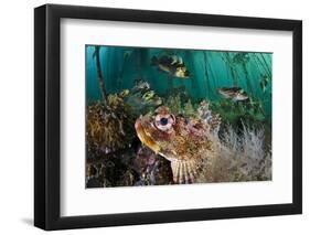 Red Irish Lord (Hemilepidotus Hemilepidotus) Hides On The Sebed-Alex Mustard-Framed Photographic Print