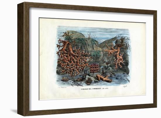 Red Isis Corals, 1863-79-Raimundo Petraroja-Framed Giclee Print