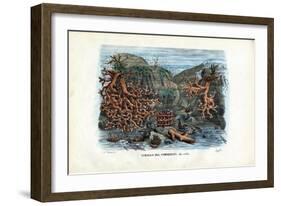 Red Isis Corals, 1863-79-Raimundo Petraroja-Framed Giclee Print