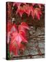 Red Ivy Growing on Stone Wall, Burgundy, France-Lisa S. Engelbrecht-Stretched Canvas
