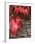 Red Ivy Growing on Stone Wall, Burgundy, France-Lisa S. Engelbrecht-Framed Photographic Print