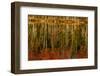 Red Jack Lake and sunrise reflection, Alger County, Michigan.-Adam Jones-Framed Photographic Print