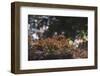 Red Japanese maple in the botanical garden in Bielefeld in June,-Nadja Jacke-Framed Photographic Print