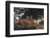 Red Japanese maple in the botanical garden in Bielefeld in June,-Nadja Jacke-Framed Photographic Print