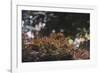 Red Japanese maple in the botanical garden in Bielefeld in June,-Nadja Jacke-Framed Photographic Print