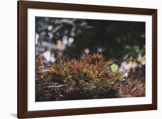 Red Japanese maple in the botanical garden in Bielefeld in June,-Nadja Jacke-Framed Photographic Print
