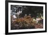 Red Japanese maple in the botanical garden in Bielefeld in June,-Nadja Jacke-Framed Photographic Print