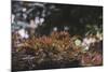 Red Japanese maple in the botanical garden in Bielefeld in June,-Nadja Jacke-Mounted Photographic Print