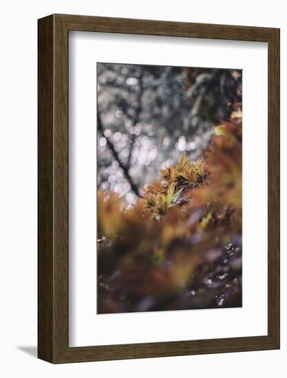 Red Japanese maple in the botanical garden in Bielefeld in June,-Nadja Jacke-Framed Photographic Print