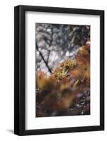 Red Japanese maple in the botanical garden in Bielefeld in June,-Nadja Jacke-Framed Photographic Print