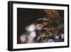 Red Japanese maple in the botanical garden in Bielefeld in June,-Nadja Jacke-Framed Photographic Print