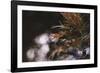 Red Japanese maple in the botanical garden in Bielefeld in June,-Nadja Jacke-Framed Photographic Print