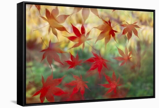 Red Japanese Maple leaves floating on glass-Darrell Gulin-Framed Stretched Canvas