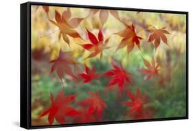 Red Japanese Maple leaves floating on glass-Darrell Gulin-Framed Stretched Canvas