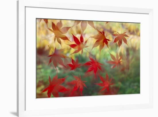 Red Japanese Maple leaves floating on glass-Darrell Gulin-Framed Photographic Print