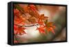 Red Japanese Maple Leaves in Fall-Sheila Haddad-Framed Stretched Canvas