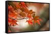 Red Japanese Maple Leaves in Fall-Sheila Haddad-Framed Stretched Canvas