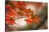 Red Japanese Maple Leaves in Fall-Sheila Haddad-Stretched Canvas