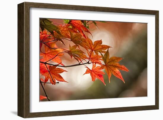 Red Japanese Maple Leaves in Fall-Sheila Haddad-Framed Photographic Print