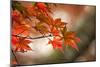 Red Japanese Maple Leaves in Fall-Sheila Haddad-Mounted Photographic Print