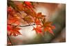 Red Japanese Maple Leaves in Fall-Sheila Haddad-Mounted Photographic Print