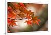 Red Japanese Maple Leaves in Fall-Sheila Haddad-Framed Photographic Print