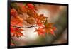 Red Japanese Maple Leaves in Fall-Sheila Haddad-Framed Photographic Print