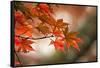 Red Japanese Maple Leaves in Fall-Sheila Haddad-Framed Stretched Canvas