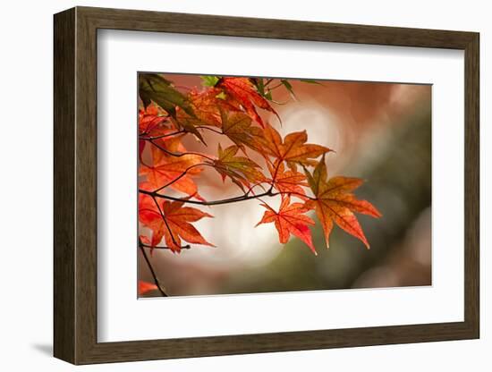 Red Japanese Maple Leaves in Fall-Sheila Haddad-Framed Photographic Print