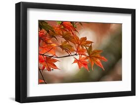 Red Japanese Maple Leaves in Fall-Sheila Haddad-Framed Photographic Print