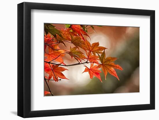 Red Japanese Maple Leaves in Fall-Sheila Haddad-Framed Photographic Print