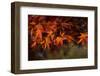 Red Japanese Maple Leaves-Sheila Haddad-Framed Photographic Print