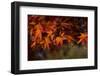 Red Japanese Maple Leaves-Sheila Haddad-Framed Photographic Print