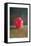 Red Jar, 1996-Lincoln Seligman-Framed Stretched Canvas