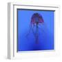 Red Jellyfish Illustration-Stocktrek Images-Framed Art Print