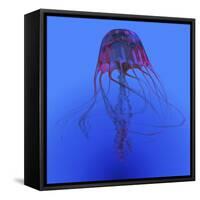 Red Jellyfish Illustration-Stocktrek Images-Framed Stretched Canvas