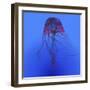 Red Jellyfish Illustration-Stocktrek Images-Framed Art Print