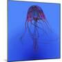 Red Jellyfish Illustration-Stocktrek Images-Mounted Art Print