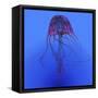 Red Jellyfish Illustration-Stocktrek Images-Framed Stretched Canvas