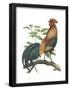 Red Jungle Fowl (Gallus Gallus), Birds-Encyclopaedia Britannica-Framed Poster