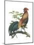 Red Jungle Fowl (Gallus Gallus), Birds-Encyclopaedia Britannica-Mounted Poster