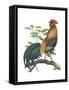 Red Jungle Fowl (Gallus Gallus), Birds-Encyclopaedia Britannica-Framed Stretched Canvas