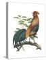 Red Jungle Fowl (Gallus Gallus), Birds-Encyclopaedia Britannica-Stretched Canvas