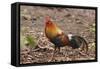 Red Jungle Fowl Male-null-Framed Stretched Canvas