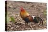 Red Jungle Fowl Male-null-Stretched Canvas