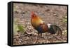 Red Jungle Fowl Male-null-Framed Stretched Canvas