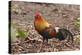 Red Jungle Fowl Male-null-Stretched Canvas