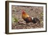 Red Jungle Fowl Male-null-Framed Photographic Print